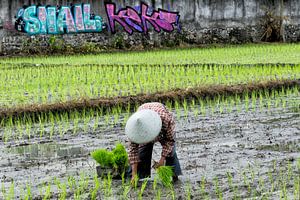 Rijstplanter in Bali
