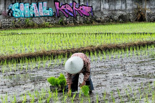Rijstplanter in Bali