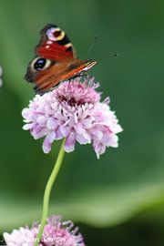Vlinder van Angela van den Berg
