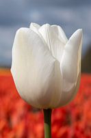 Witte tulp met rode tulpen