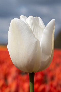 Witte tulp met rode tulpen van W J Kok
