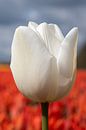 Witte tulp met rode tulpen von W J Kok Miniaturansicht