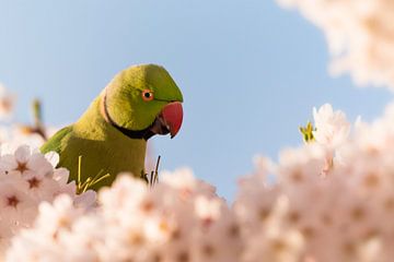 Ring-necked parakeet amongst the cherryblossom