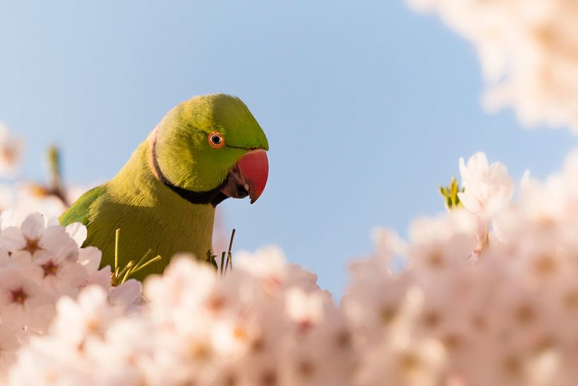 Ring-necked parakeet amongst the cherryblossom by Leon Doorn