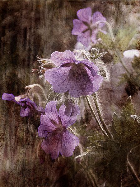 Geraniums by Claudia Gründler