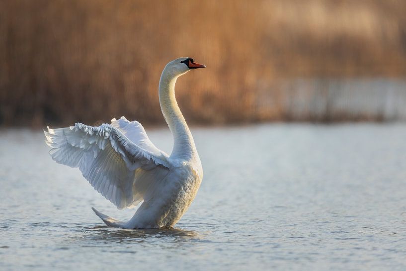 greet the spring by Daniela Beyer
