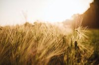 Weizenfeld schließen.