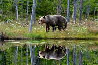 Ours brun par Merijn Loch Aperçu