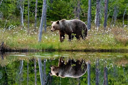Brown bear