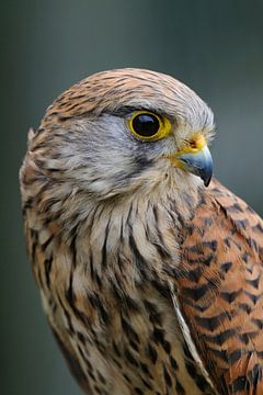Kestrel ( Falco tinnunculus ), young female, looks back, detailed head shot, portrait. van wunderbare Erde