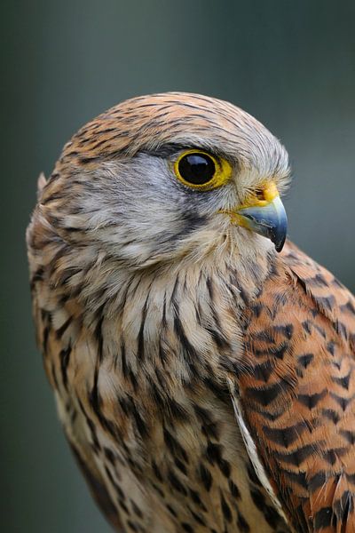 Turmfalke ( Falco tinnunculus ), junges Weibchen, Kopfporträt, Portrait, detaillierte Ansicht von wunderbare Erde