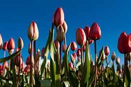 dutch tulips by Fokke Terpstra