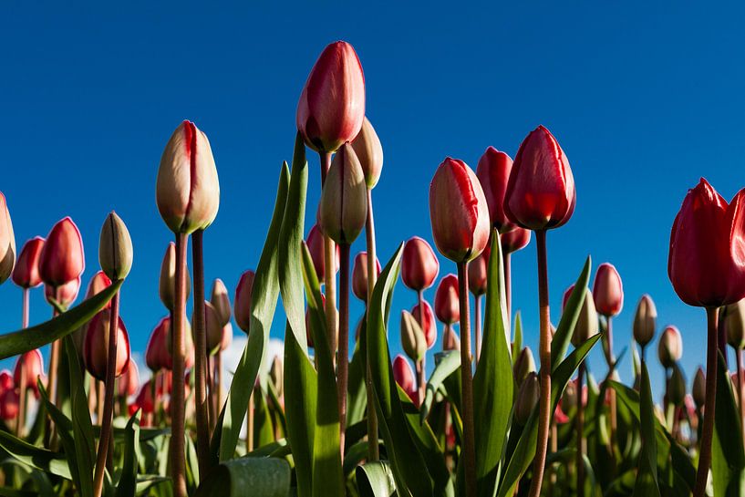 dutch tulips by Fokke Terpstra