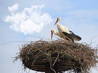 Storks on nest.