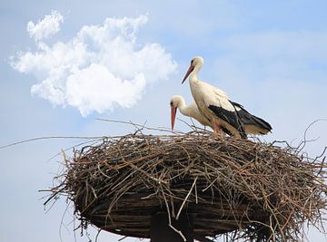 Störche auf dem Nest. von Jose Lok