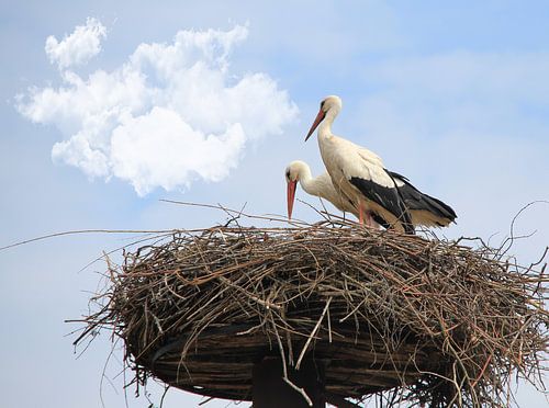 Störche auf dem Nest.
