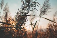 Close-up of waving reeds during sunset