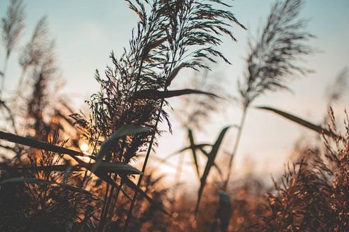 Nahaufnahme von wogendem Schilf bei Sonnenuntergang