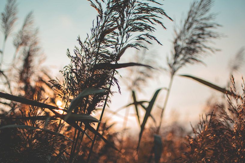 Close-up of waving reeds during sunset by Jesper Stegers