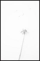 paardenbloem dandelion