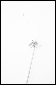 paardenbloem dandelion