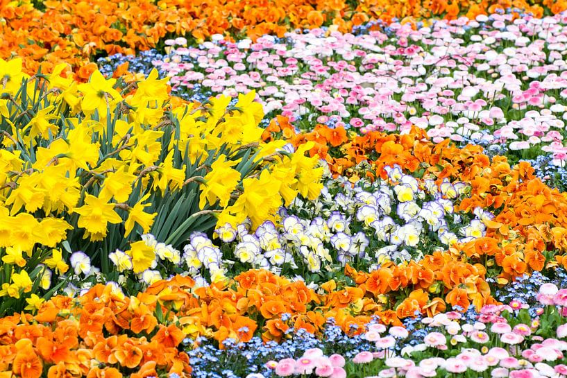 Colorful flower bed by ManfredFotos