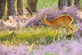 Ree tussen de bloeiende heide van Friso Schinkel