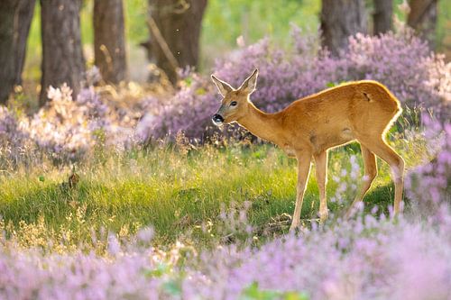 Ree parmi les bruyères en fleurs