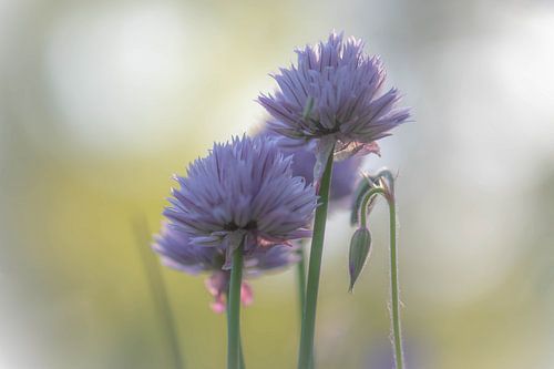 beautiful chives