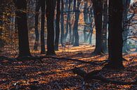 Rayons de soleil à travers les arbres d'automne par Fotografiecor .nl Aperçu
