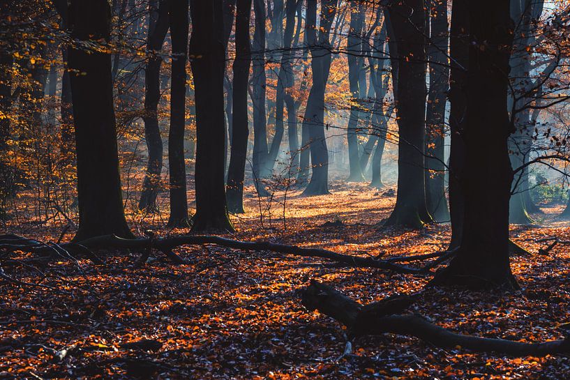 Zonnestralen door de herfst bomen van Fotografiecor .nl