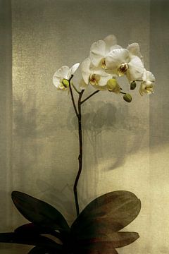 Orchidee in Brons. Japandi. Lente. van Alie Ekkelenkamp