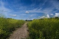 Palmerswaard , pad door koolzaadveld von Cilia Brandts Miniaturansicht