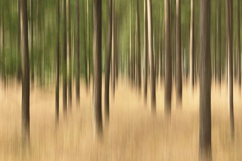 Une forêt mouvementée