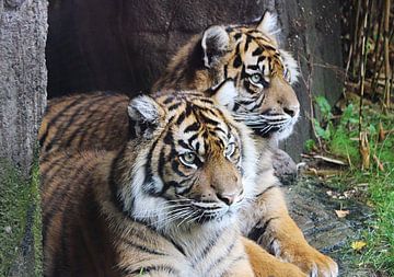 twee tijgers  van Jop Fotografie