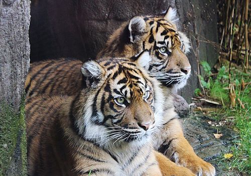 two tigers 