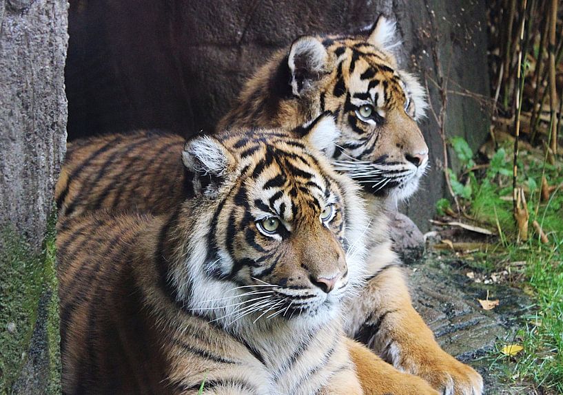 two tigers  by Jop Fotografie