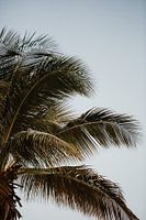 Tropical palm atmosphere | Colourful travel photography | Curaçao, Netherlands Antilles