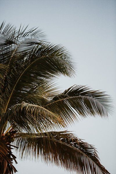 Tropical palm atmosphere | Colourful travel photography | Curaçao, Netherlands Antilles by Trix Leeflang