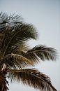 Tropical palm atmosphere | Colourful travel photography | Curaçao, Netherlands Antilles by Trix Leeflang thumbnail