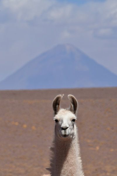 Lama Volcano Chile by Andreas Muth-Hegener