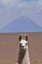 Lama Volcano Chile by Andreas Muth-Hegener thumbnail