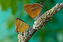 Papillons sur Paul van Gaalen, natuurfotograaf