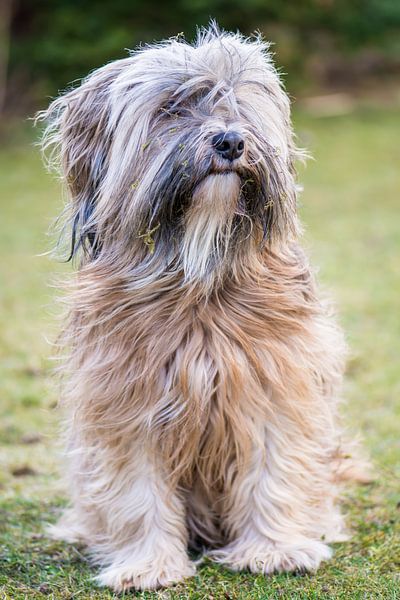 Tibet Terrier Male by ManfredFotos