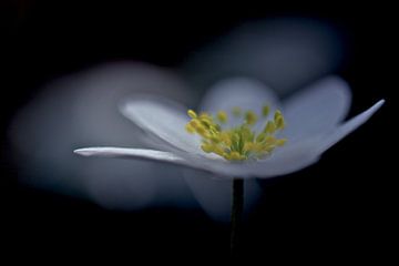 Wood anemone in blue by Erik Veldkamp