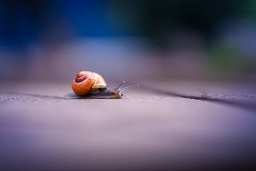 Dutch Snail with Orange House