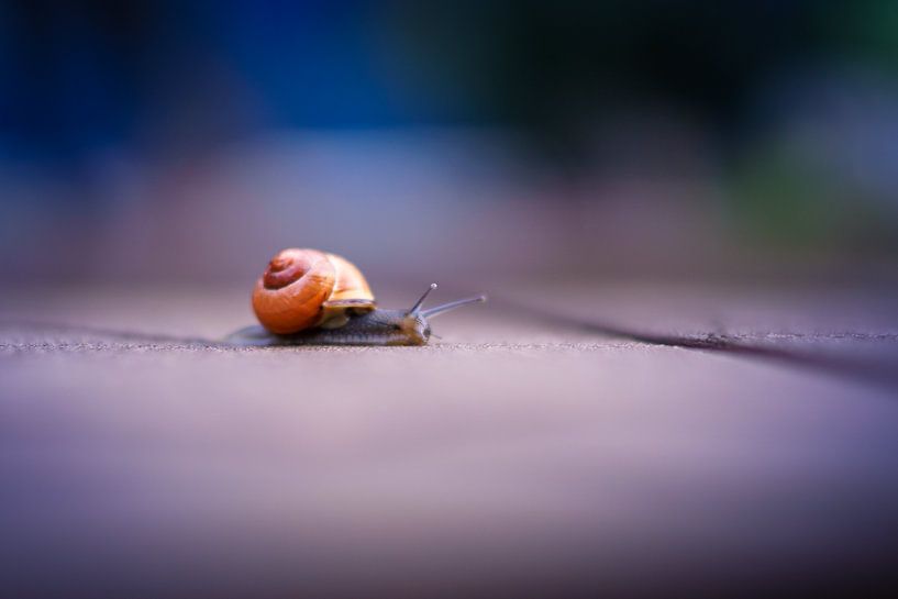 Escargot hollandais avec maison orange par Andrea Pijl - Pictures