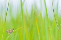 Vlinder in het gras