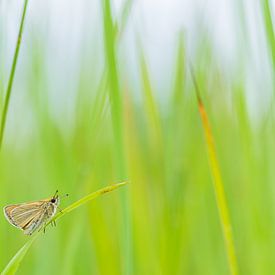 Vlinder in het gras van Fokko Erhart