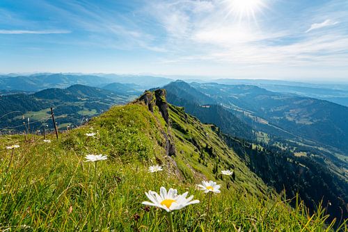 Bloemrijke uitzichten van de Hochgrat naar Oberstaufen
